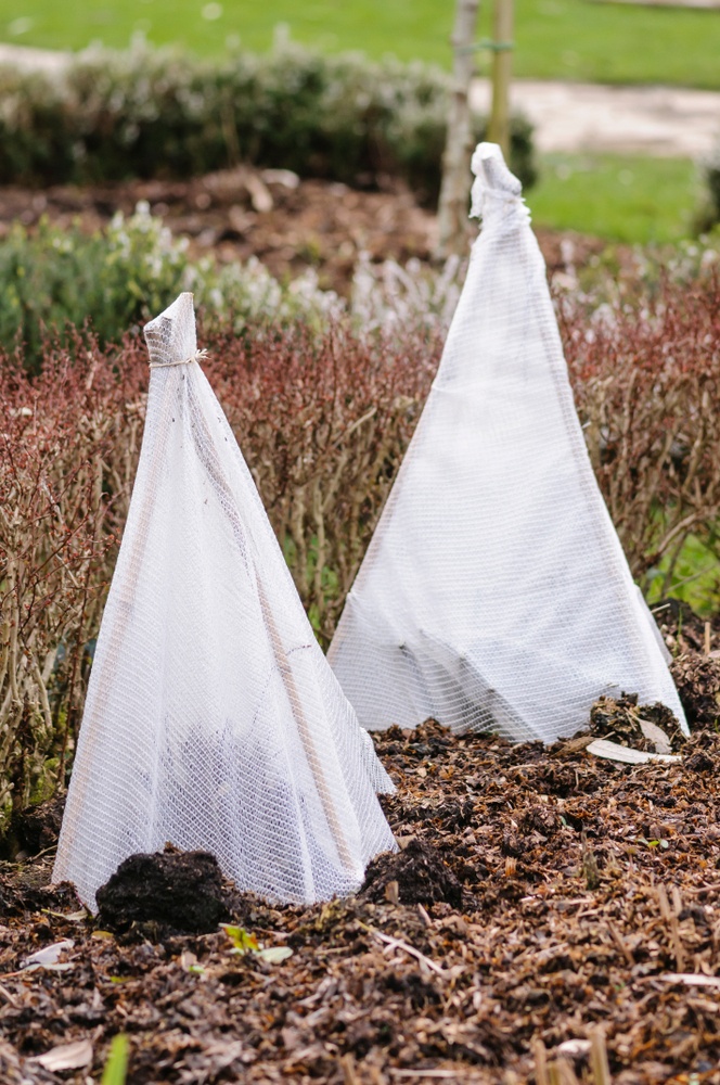 Garden Cloche Ideas to Protect Your Plants Garden Cloche Ideas to Protect Your Plants