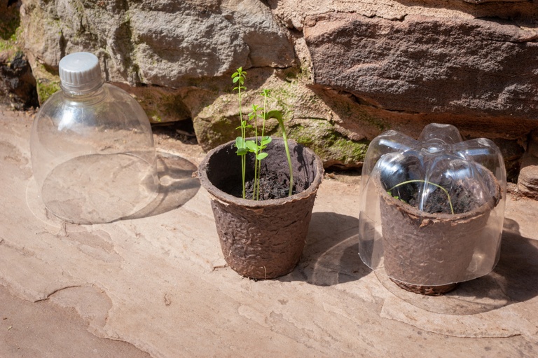 Garden Cloche Ideas to Protect Your Plants