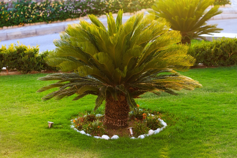 Top Poisonous Plants For Dogs Top Poisonous Plants For Dogs