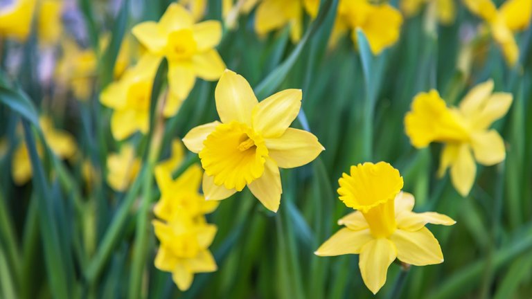 Top Poisonous Plants For Dogs Top Poisonous Plants For Dogs