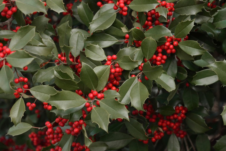 Top Poisonous Plants For Dogs Top Poisonous Plants For Dogs