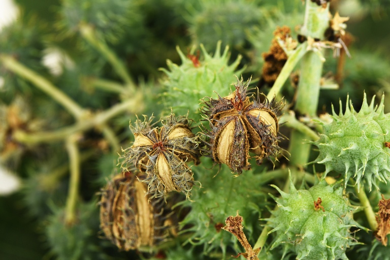 Top Poisonous Plants For Dogs Top Poisonous Plants For Dogs