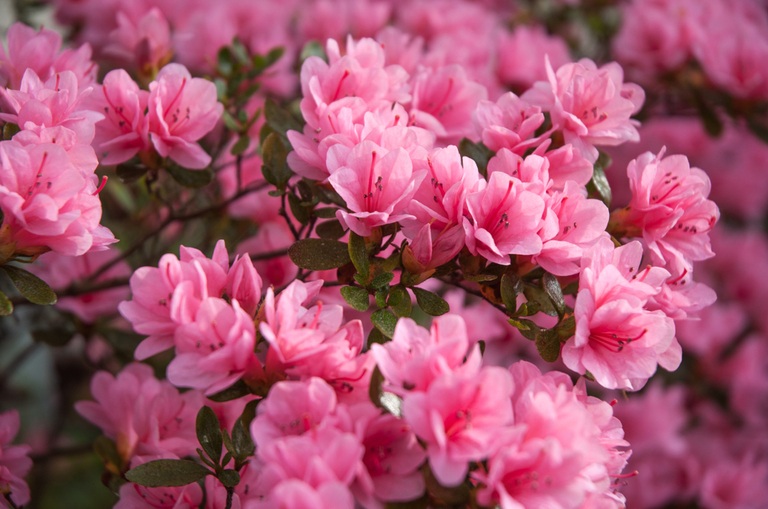 Top Poisonous Plants For Dogs Top Poisonous Plants For Dogs