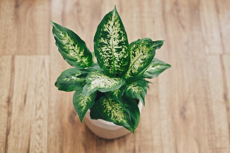 Top Poisonous Plants For Dogs Top Poisonous Plants For Dogs