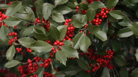 Top Poisonous Plants For Dogs Top Poisonous Plants For Dogs