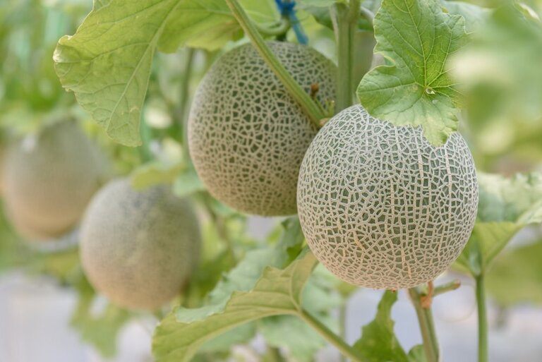 Why Shouldn’t You Grow These Plants Together? Why Shouldn’t You Grow These Plants Together?