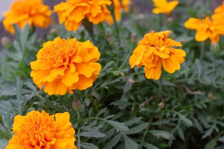Why Shouldn’t You Grow These Plants Together? Why Shouldn’t You Grow These Plants Together?