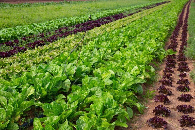 Why Shouldn’t You Grow These Plants Together? Why Shouldn’t You Grow These Plants Together?