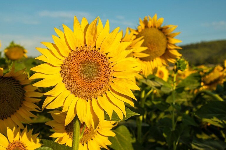 Why Shouldn’t You Grow These Plants Together? Why Shouldn’t You Grow These Plants Together?