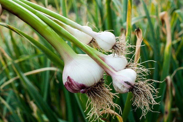 Why Shouldn’t You Grow These Plants Together? Why Shouldn’t You Grow These Plants Together?
