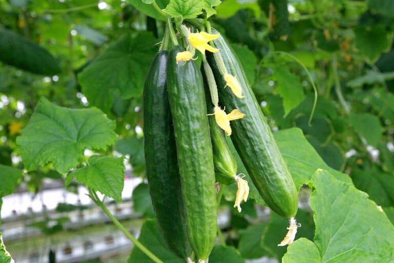 Why Shouldn’t You Grow These Plants Together? Why Shouldn’t You Grow These Plants Together?
