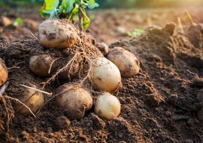 List Of Root Vegetables With Pictures List Of Root Vegetables With Pictures