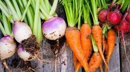 List Of Root Vegetables With Pictures