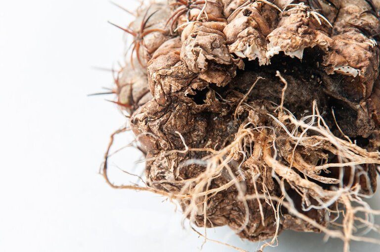 Tips For Preventing Root Rot In Potted Plants Tips For Preventing Root Rot In Potted Plants