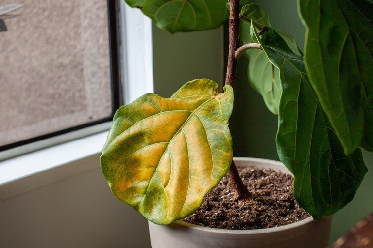 Tips For Preventing Root Rot In Potted Plants Tips For Preventing Root Rot In Potted Plants