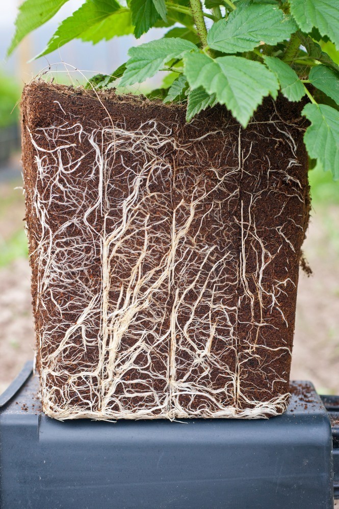 Tips For Preventing Root Rot In Potted Plants Tips For Preventing Root Rot In Potted Plants