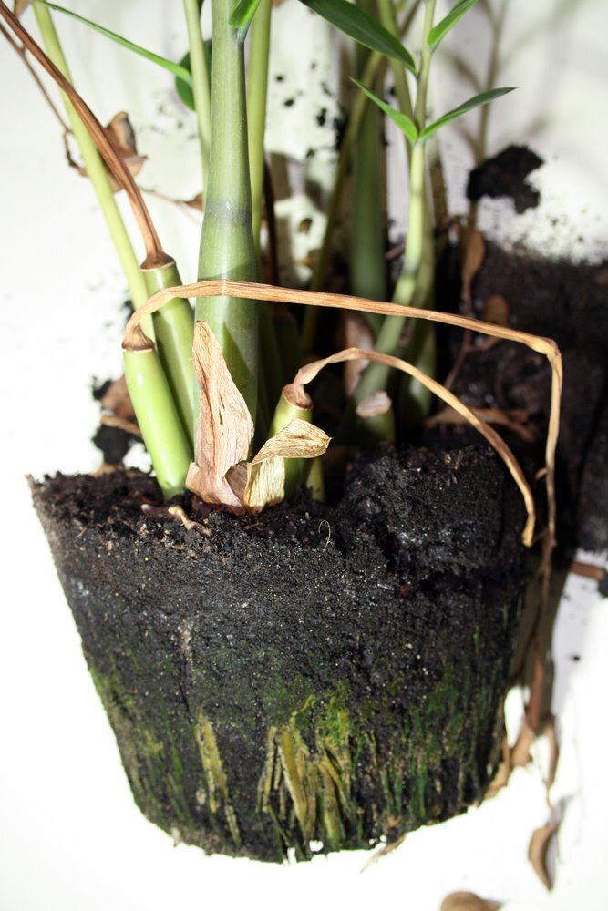Tips For Preventing Root Rot In Potted Plants Tips For Preventing Root Rot In Potted Plants