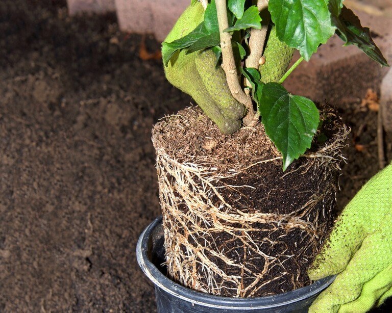 Tips For Preventing Root Rot In Potted Plants Tips For Preventing Root Rot In Potted Plants