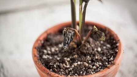 Tips For Preventing Root Rot In Potted Plants