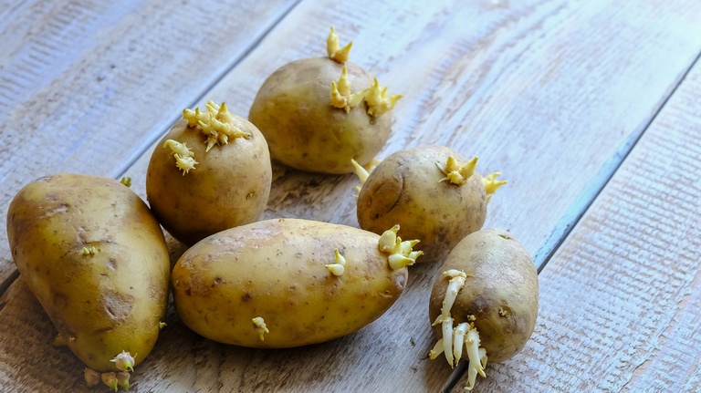 How To Store Potatoes And Onions? How To Store Potatoes And Onions?