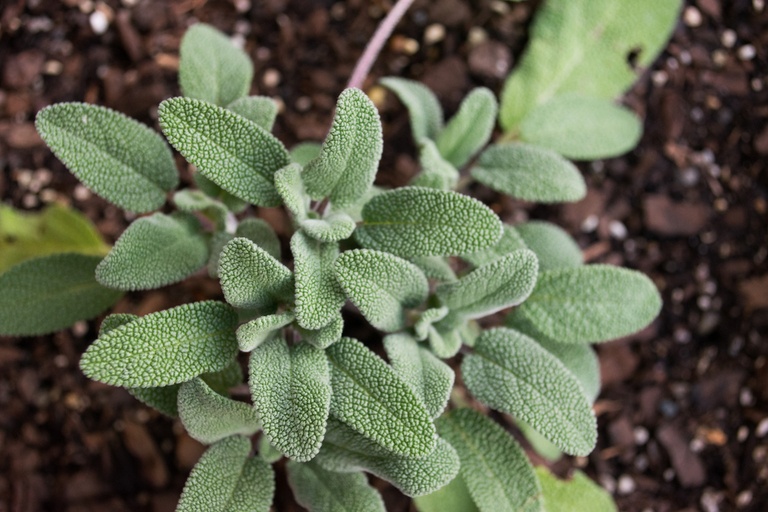 Herbs You&rsquo;ll Never Want to Start From Seed