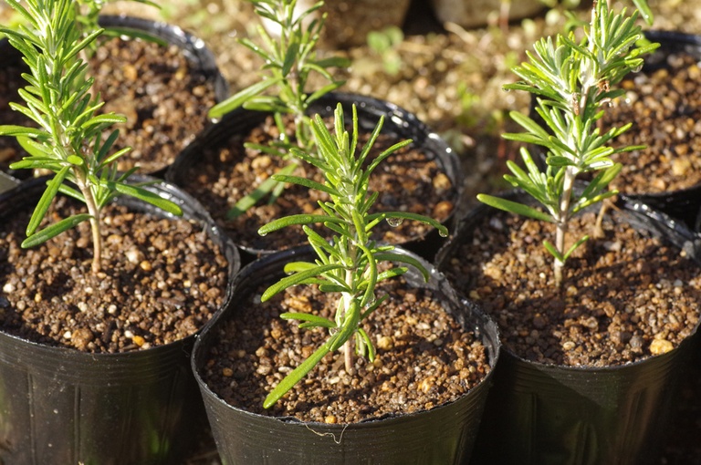 Herbs You’ll Never Want to Start From Seed Herbs You’ll Never Want to Start From Seed