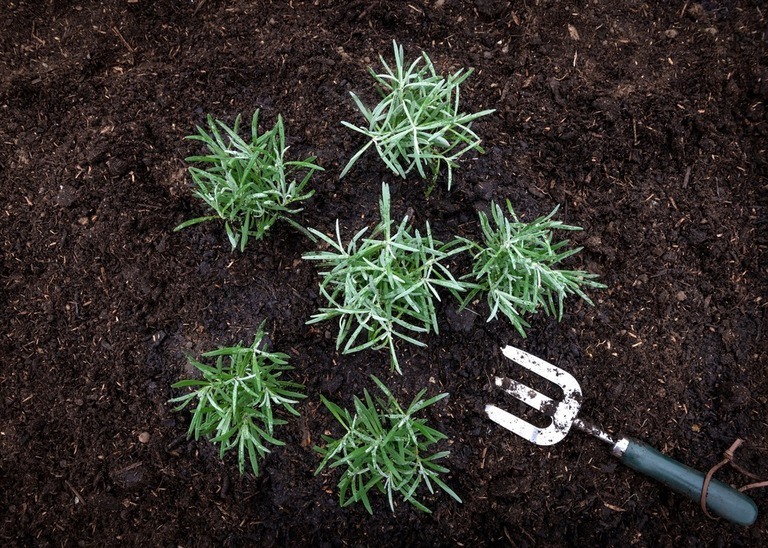 Herbs You’ll Never Want to Start From Seed Herbs You’ll Never Want to Start From Seed