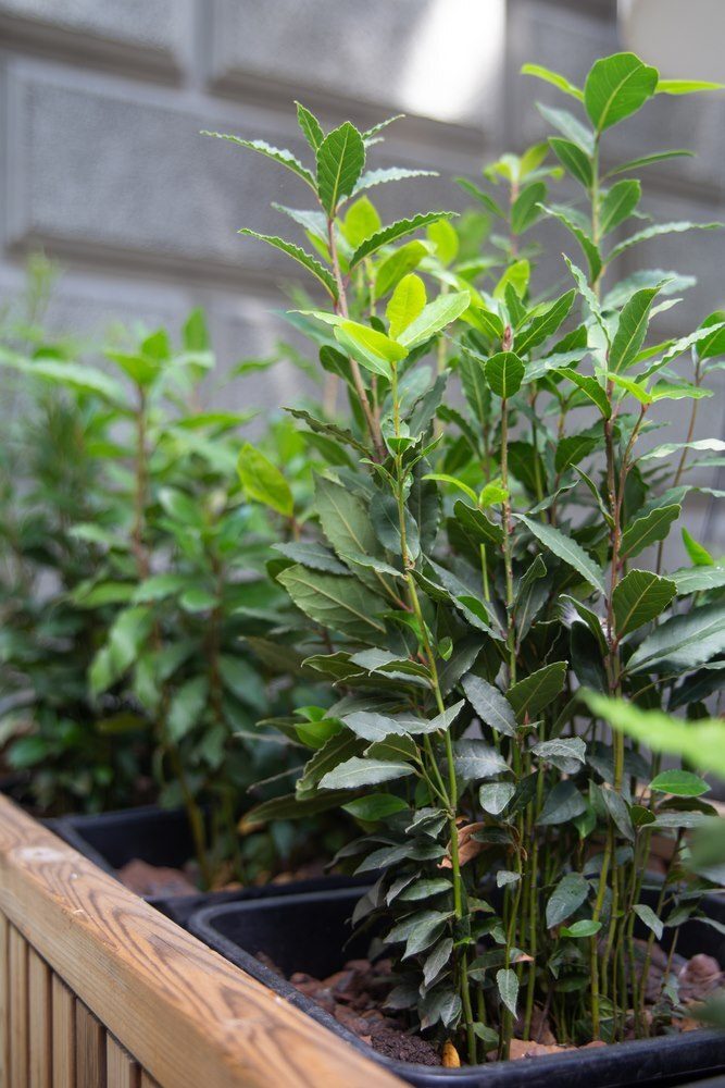 Herbs You’ll Never Want to Start From Seed Herbs You’ll Never Want to Start From Seed