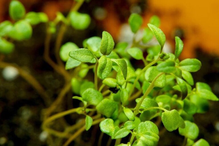 Herbs You’ll Never Want to Start From Seed Herbs You’ll Never Want to Start From Seed