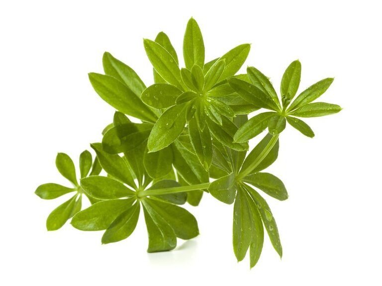 Herbs You’ll Never Want to Start From Seed Herbs You’ll Never Want to Start From Seed