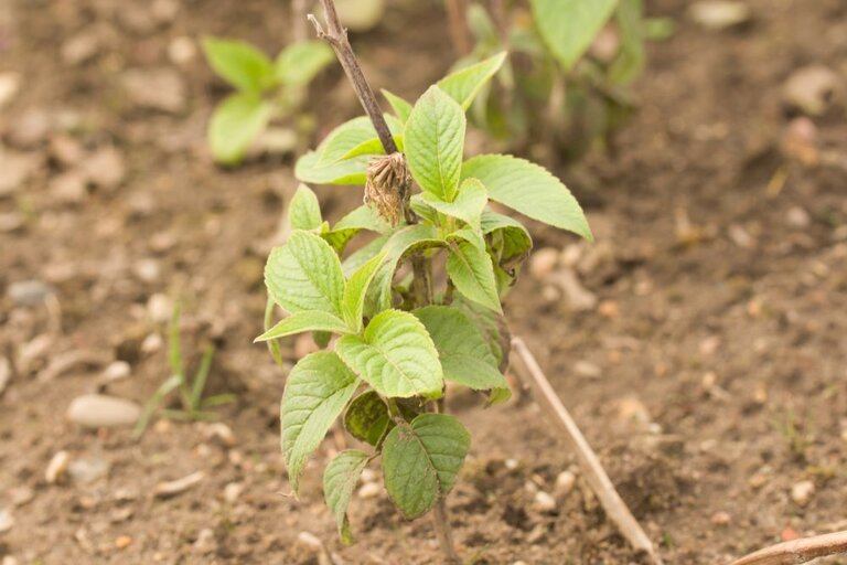 Herbs You’ll Never Want to Start From Seed Herbs You’ll Never Want to Start From Seed