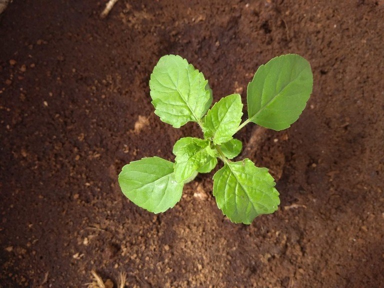 Herbs You’ll Never Want to Start From Seed Herbs You’ll Never Want to Start From Seed
