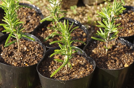 Herbs You&rsquo;ll Never Want to Start From Seed