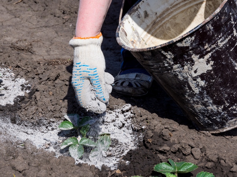 How to Store Wood ASH & Use It In The Garden? How to Store Wood ASH & Use It In The Garden?
