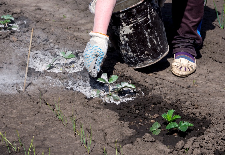 How to Store Wood ASH & Use It In The Garden? How to Store Wood ASH & Use It In The Garden?