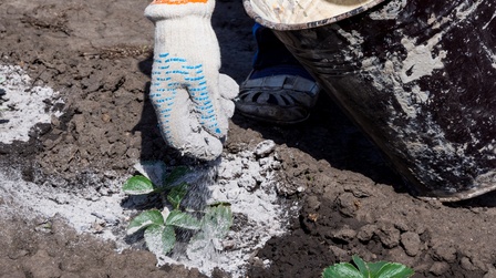 How to Store Wood ASH & Use It In The Garden?
