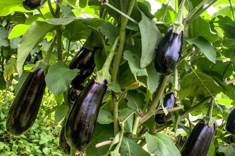 Little-Known Ways to Use Milk in Your Garden Little-Known Ways to Use Milk in Your Garden