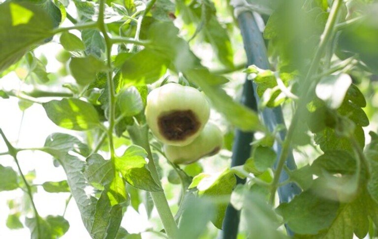 Little-Known Ways to Use Milk in Your Garden Little-Known Ways to Use Milk in Your Garden