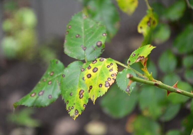 Little-Known Ways to Use Milk in Your Garden Little-Known Ways to Use Milk in Your Garden