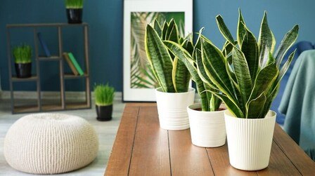 Houseplants That Beat the Summer Heat Houseplants That Beat the Summer Heat