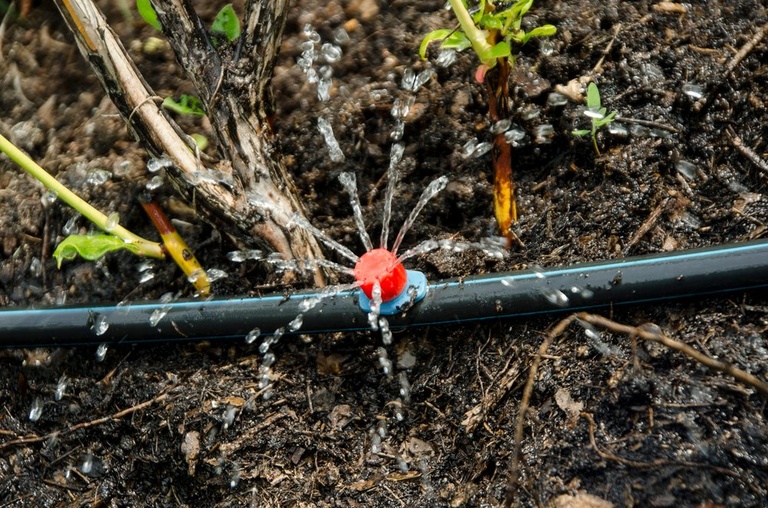 Common Raised Bed Gardening Mistakes and How to Avoid Them Common Raised Bed Gardening Mistakes and How to Avoid Them