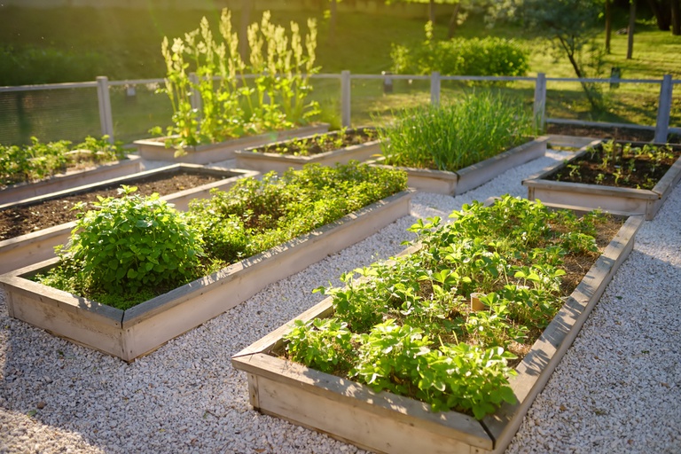 Common Raised Bed Gardening Mistakes and How to Avoid Them Common Raised Bed Gardening Mistakes and How to Avoid Them