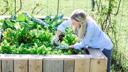 Common Raised Bed Gardening Mistakes and How to Avoid Them