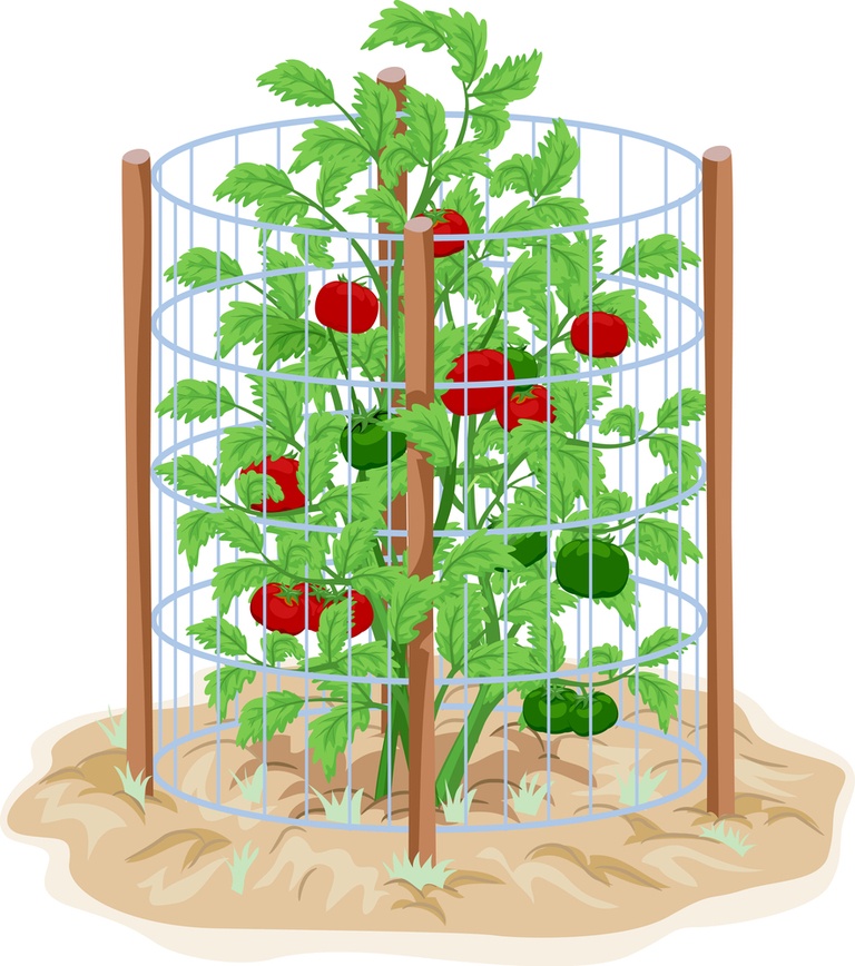 How to Stake Plants in Your Garden to Keep Them Upright? How to Stake Plants in Your Garden to Keep Them Upright?