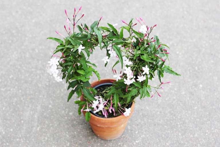 How to Stake Plants in Your Garden to Keep Them Upright? How to Stake Plants in Your Garden to Keep Them Upright?