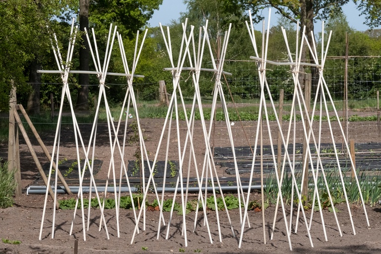 How to Stake Plants in Your Garden to Keep Them Upright? How to Stake Plants in Your Garden to Keep Them Upright?