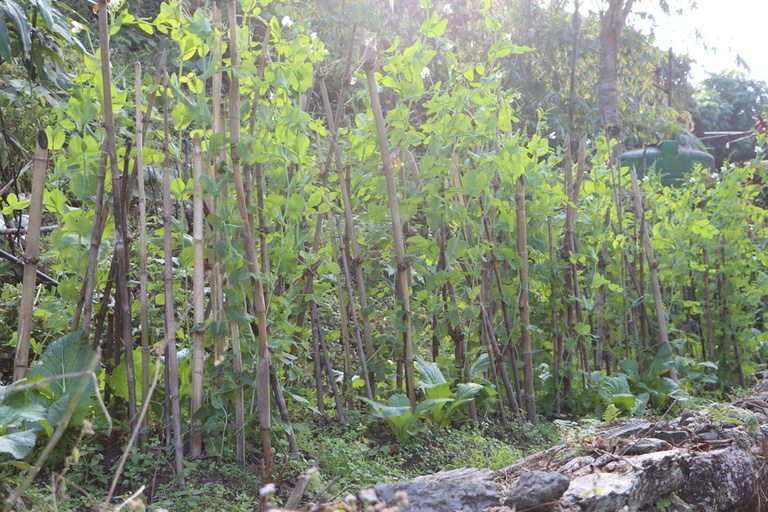 How to Stake Plants in Your Garden to Keep Them Upright? How to Stake Plants in Your Garden to Keep Them Upright?