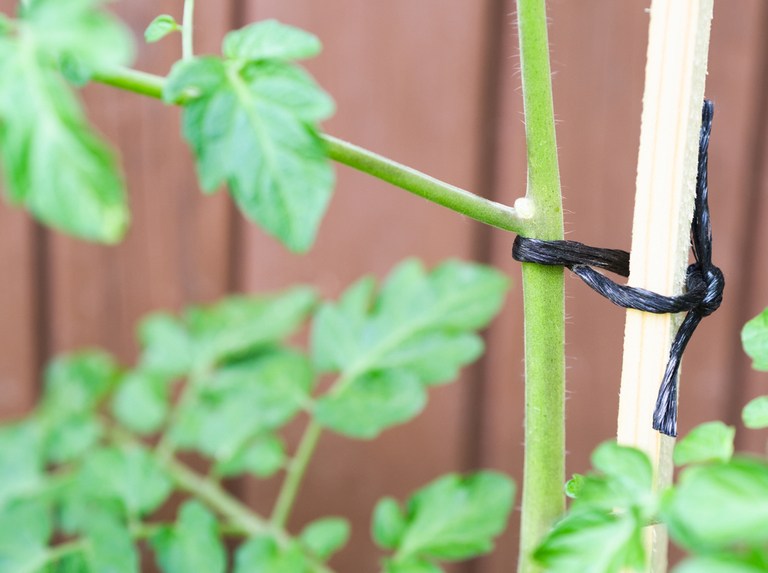 How to Stake Plants in Your Garden to Keep Them Upright? How to Stake Plants in Your Garden to Keep Them Upright?