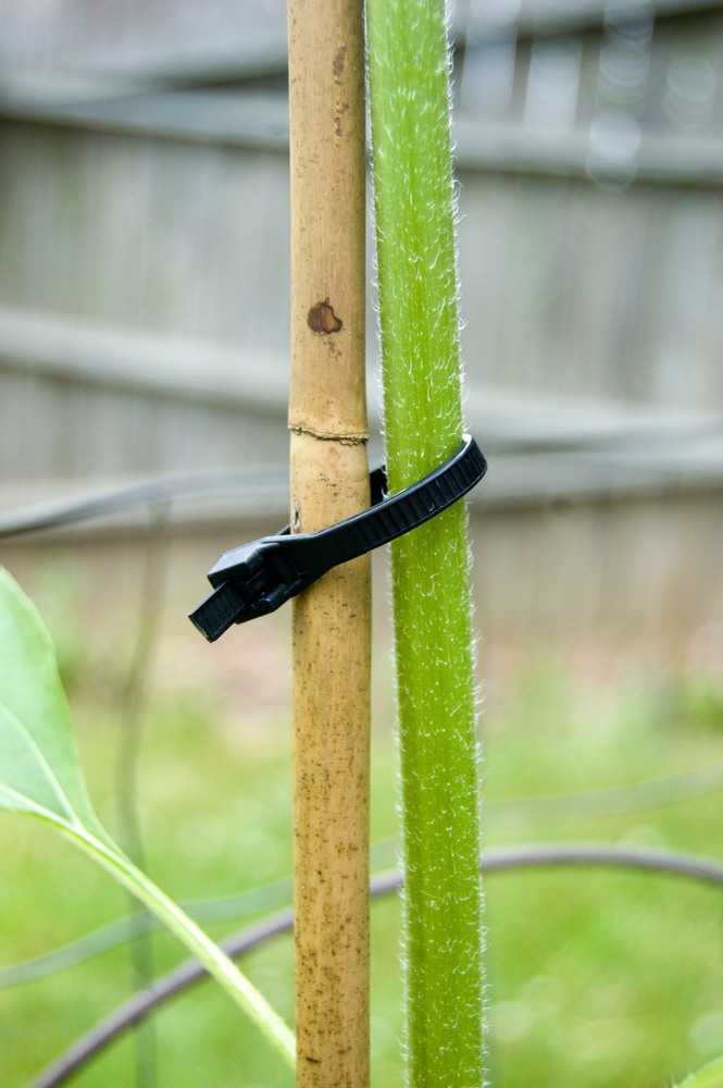 How to Stake Plants in Your Garden to Keep Them Upright? How to Stake Plants in Your Garden to Keep Them Upright?