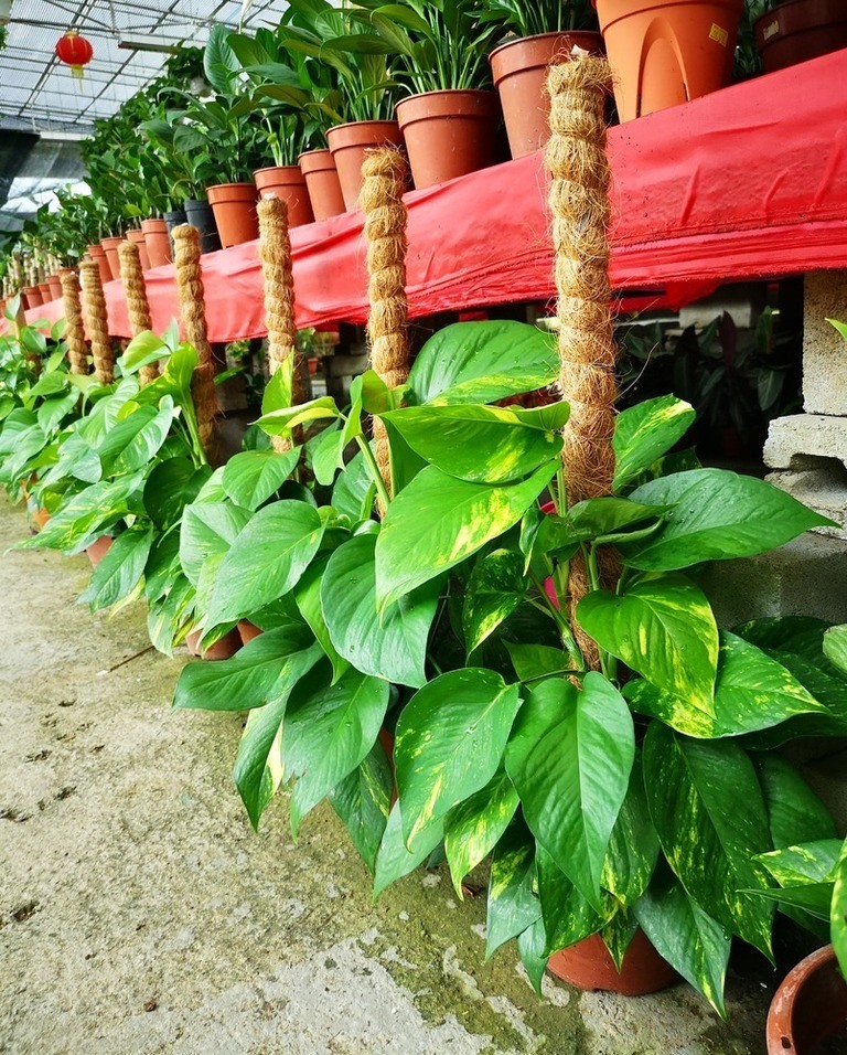 How to Stake Plants in Your Garden to Keep Them Upright? How to Stake Plants in Your Garden to Keep Them Upright?